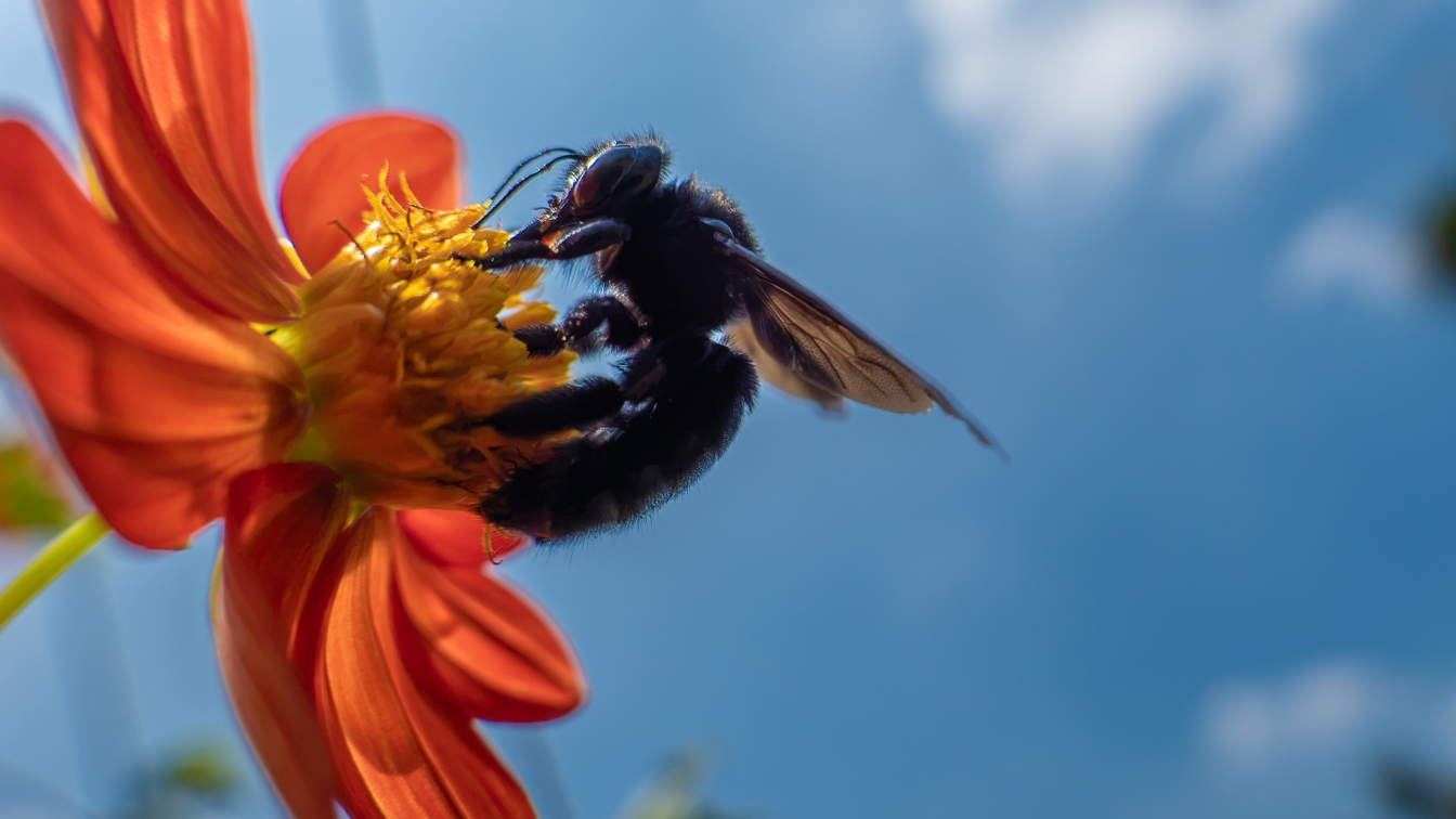 La Dignidad del Insecto: Avistamientos